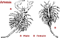 Brine Shrimp